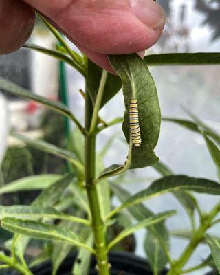 Monarch caterpillar on milkweed