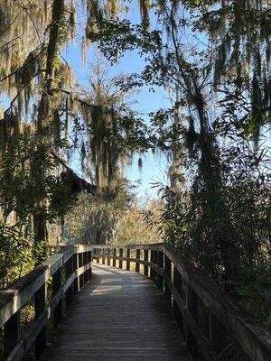 Walking path with overhanging moss