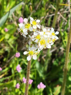 Saxifrages