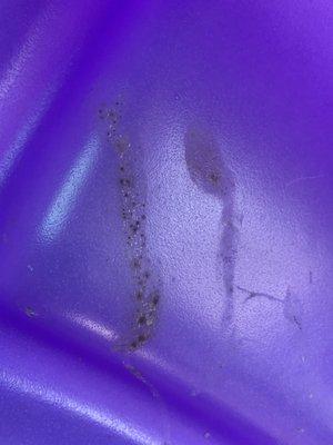 Mold in playground