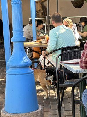 Dogs allowed while eating.  Certainly not something for everyone.  Watch where you step!