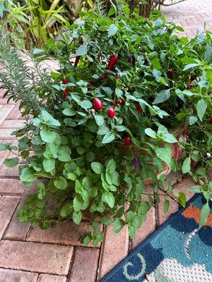 Lovely mixed herb garden in a pot, from Family Produce.