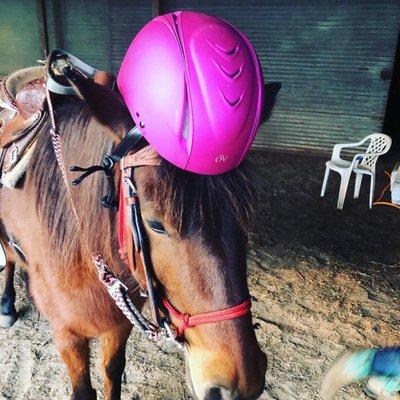 Horse wearing a helmet