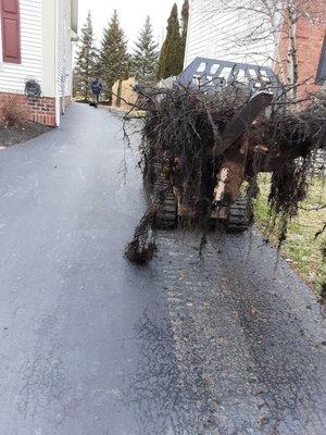 Stump removal