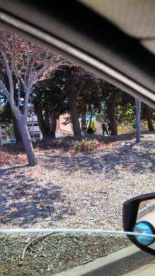 Homeless partaking in a afternoon fight at park behind Steinbeck center