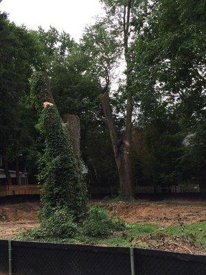 Tree trimming, tree removal, lot clearing