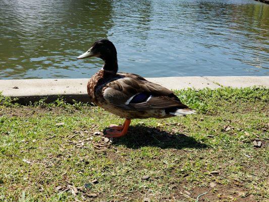 The ducks and I are in agreement, the weather is wonderful today!