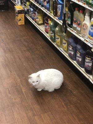 Adorable grocery store cat