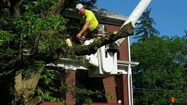 Shaffer Tree Removal