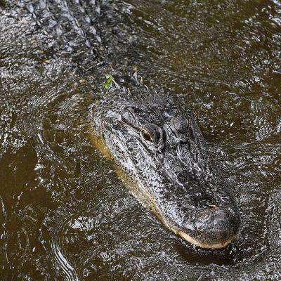 Gator Tour is up close and personal!