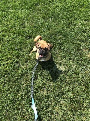 Brassy taking Lola out on her 30 min. walk at the park. She loves the grass.