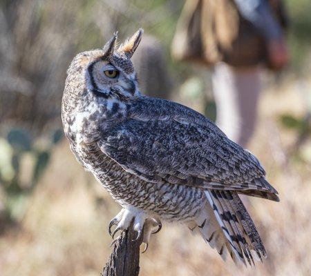 Great horned owl