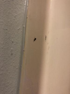 Dead cockroach on wall