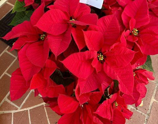 Beautiful poinsettia!!