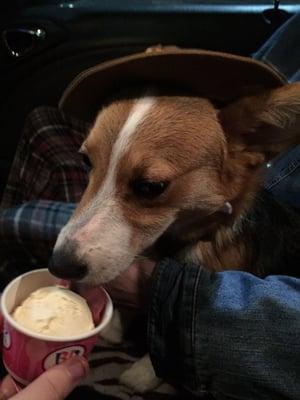 Jasper (our corgi) enjoying his scoop of vanilla!