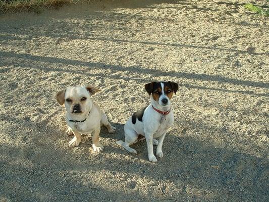 Small dog play group waiting for more friends