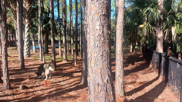 Dog park trees