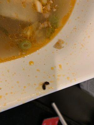 Bug in takeout