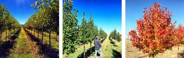 Valley Grown Nursery