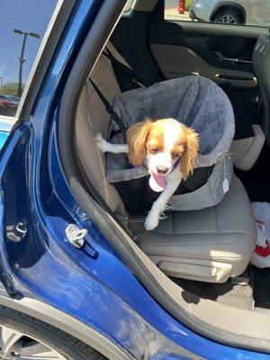 Lucy in car seat