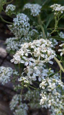 Frostweed blooms