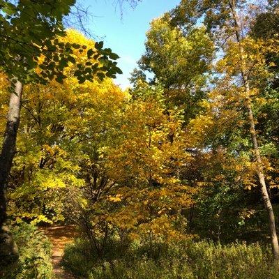 Fall foliage