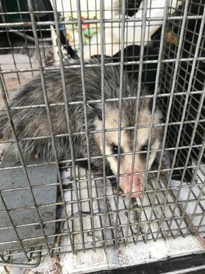 Catch and release of this cute little opossum.