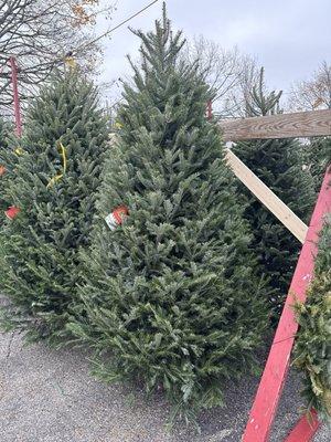 Christmas tree on lot.