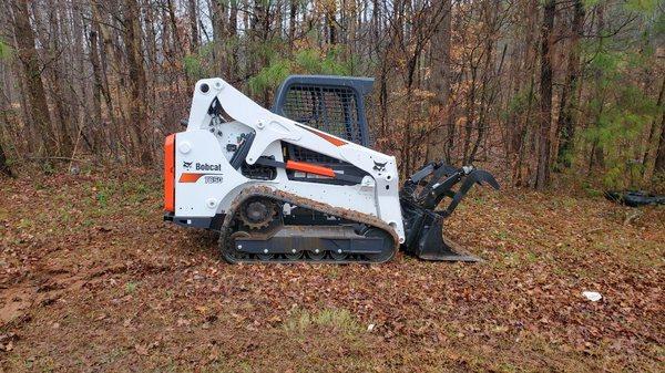 New bobcat