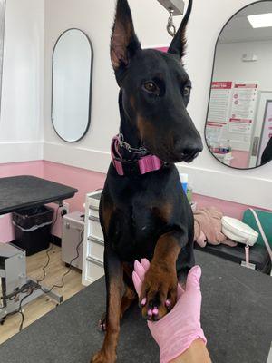 Pink is definitely your color! We paint nails and tails at Woof Gang!