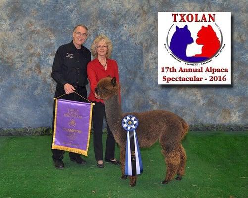 Stormy Weather of Aubrey Oaks Alpacas