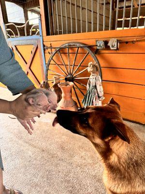 Piglets and cute animals at 24 Karat Ranch