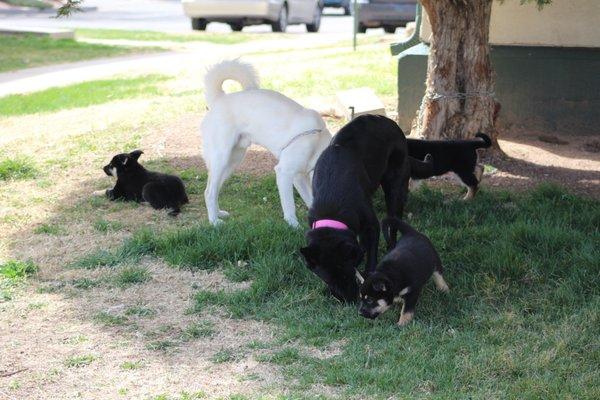 Mika, Gogho and the Pups.