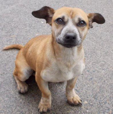 Cappie: 6 mo, Cattle dog mix, male