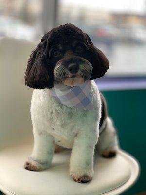 Quinn the Cockapoo - groomed by Danielle