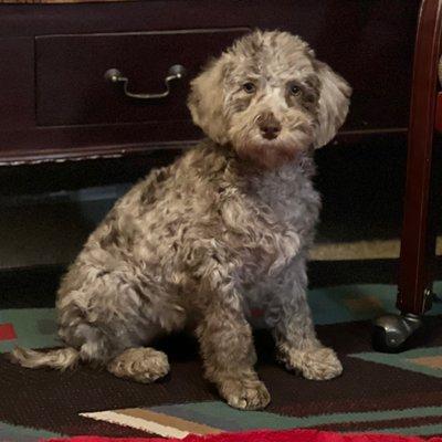 New chocolate Merle female mini/medium puppy coming home today!