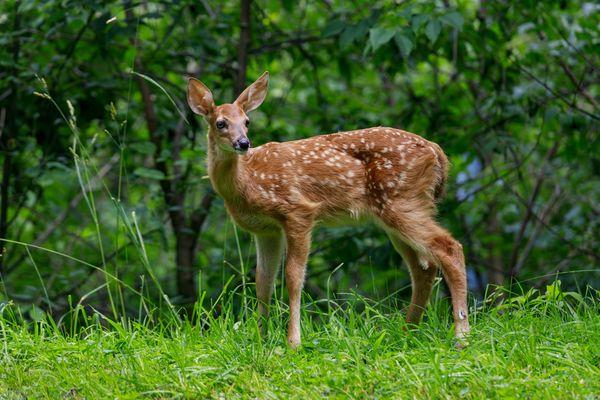 A white-tailed fawn near a clearing in the woods in the park.