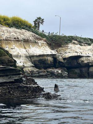 Spot tons of wildlife including sea lions, dolphins, bat rays, and more