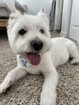 Full Dog Groom (Includes Haircut) loved my 2nd visit at Doggies Divine! Thank you Autumn  Now I can stay cool for the summer!