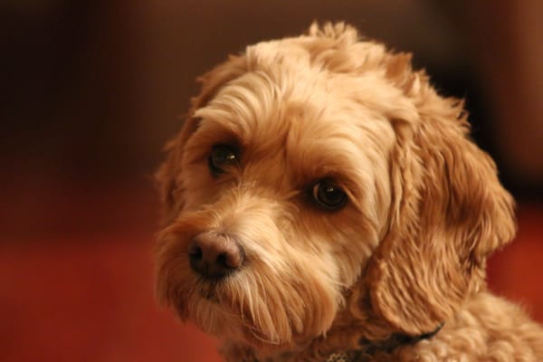 Casey enjoyed his time with Bark 'N Leash.