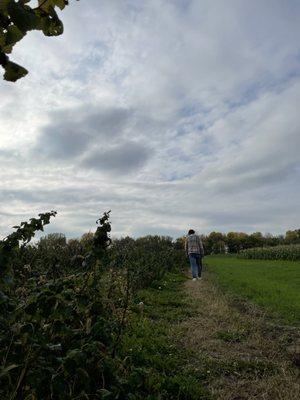 Knapton's - Raspberries Pumpkins & Orchard