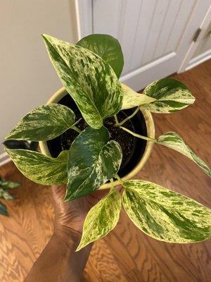 Marble Queen pothos