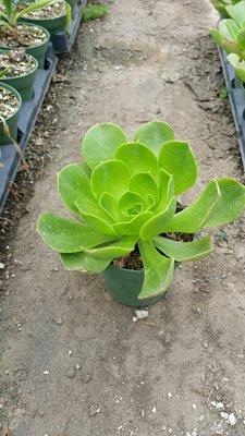 Aeonium Green