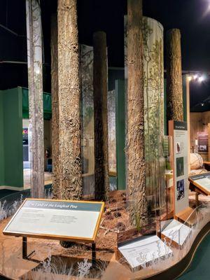 Ecology Display at Cape Fear Museum of History and Science