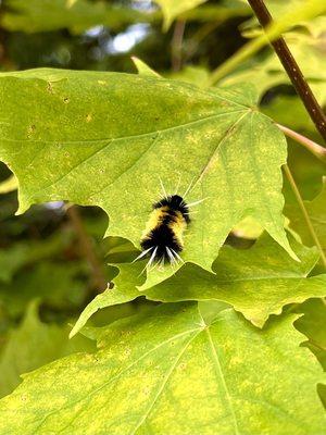 Found quite a unique little Wooly Bear caterpillar on the trail down to the lower scenic viewpoint!!