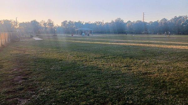 Wide open dog park