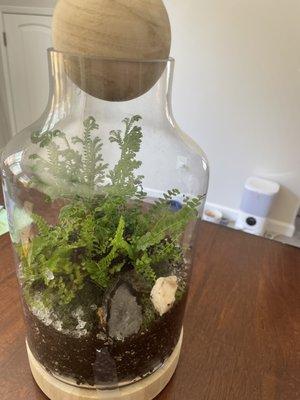 Fern Terrarium