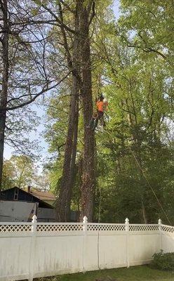 Trimming back yard branches