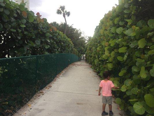 sea grape lined path to the beach