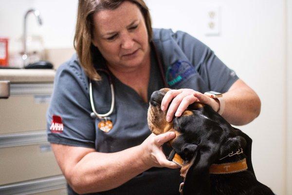 Our doctor gently takes a peak at a patient's teeth and gums for signs of dental disease (the #1 health concern in dogs and cats today!)"